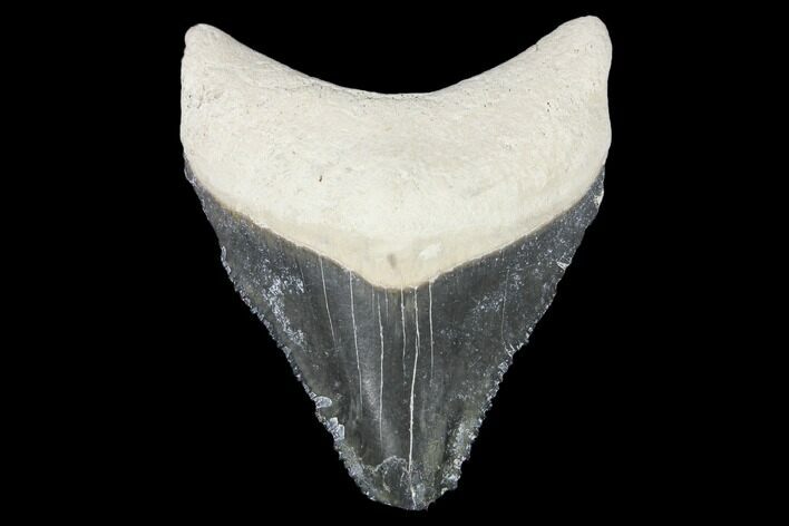 Fossil Megalodon Tooth - Florida #103351